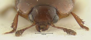 Media type: image;   Entomology 33316 Aspect: head frontal view